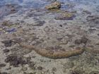 Surface view of seagrass covered region of the NW Reef Flat at low tide. Note living macro-atoll in the foreground.